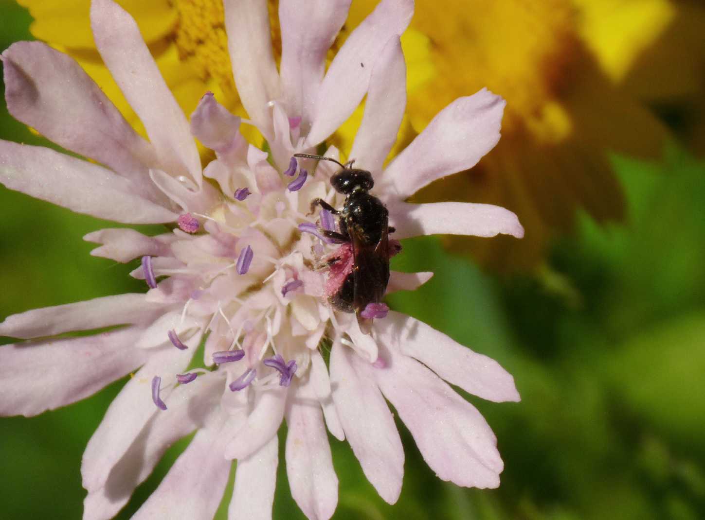 Ape impollinata:  cfr. Apidae Megachilinae